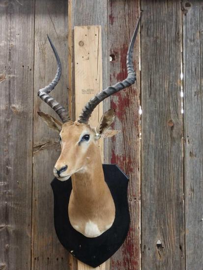African Impala Shoulder Mount Taxidermy: 10.69 Big horns overall dimensions about 46" tall x 20" wide x 39" out from the wall