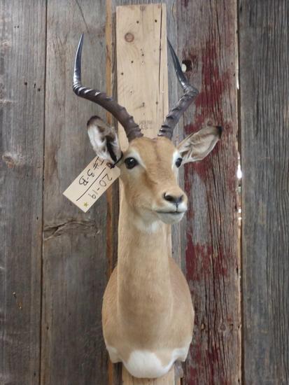 African Impala Shoulder Mount Taxidermy: 20.19 Nice clean mount overall dimensions about 33" tall x 13" wide x 19" out from the wall