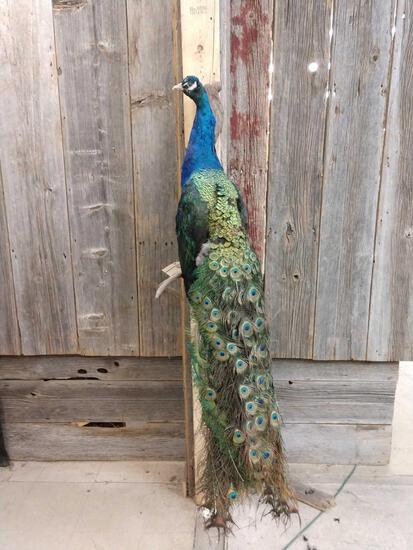 Peacock Full Body Taxidermy Mount: 2.23 Older mount vintage look great oddities piece about 60" tall