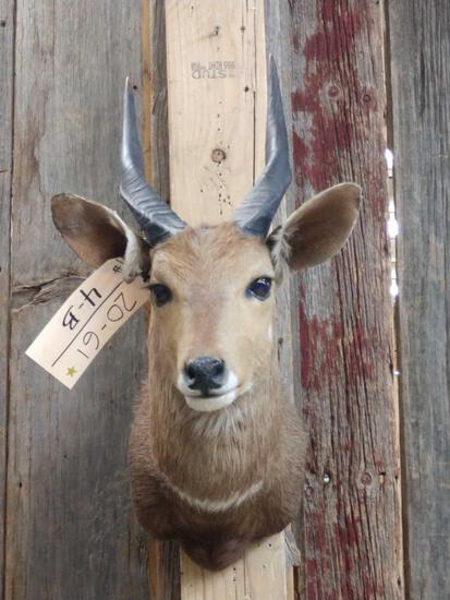 African Bushbuck Shoulder Mount Taxidermy: 20.61 Nice clean mount overall dimensions about 22" tall x 11" wide x 21" out from the wall