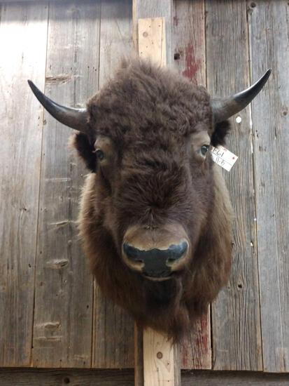 American Bison Buffalo Shoulder Mount Taxidermy: 1.61 Large herd bull thick shaggy fur overall dimensions about 43" tall x 29" wide x 40" out from the wall