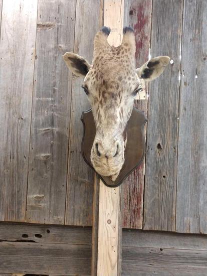 Giraffe Head Mount Taxidermy: 2.13 Big head great markings the mount needs a little repair overall dimensions about 35" tall x 23" wide x 30" out from the wall