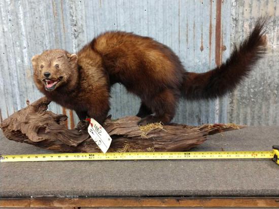 Fisher Full Body Taxidermy Mount: 48.2 Great oddities piece