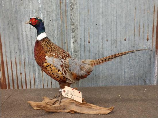 Ringneck Pheasant Full Body Taxidermy Mount: 10.53 overall dimensions about 19" tall x 9" wide x 18" long