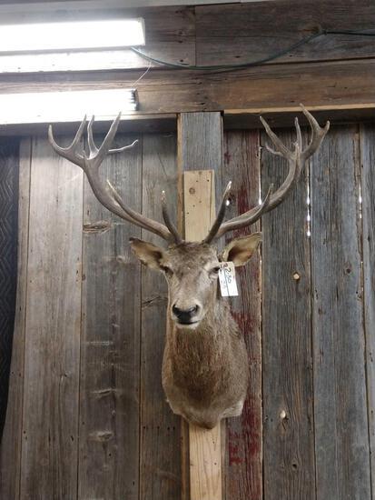Red Stag Shoulder Mount Taxidermy: 2.30 Big Antler overall dimensions about 53" tall x 42" wide x 31" out from the wall