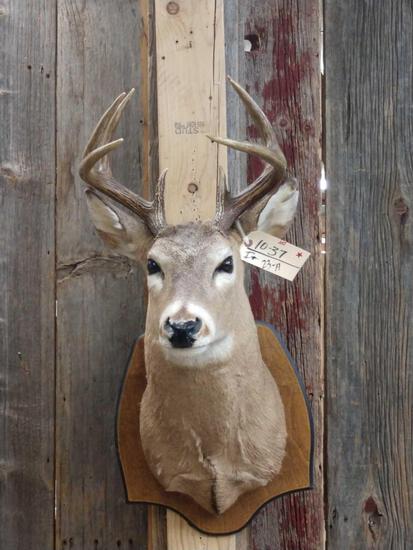 4x4 Whitetail Shoulder Mount: 10.37 Overall dimensions about 33" tall x 15" wide x 25" out from the wall