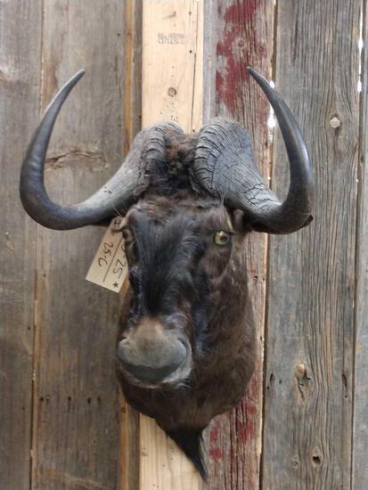 African Black Wildebeest Shoulder Mount Taxidermy: 20.25 nice clean mount overall dimensions about 30" tall x 19" wide x 28" out from the wall