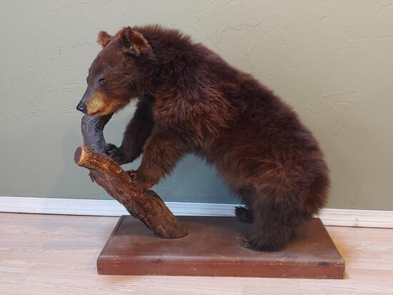 Vintage Black Bear Cub Full Body Taxidermy Mount: 24.49 Hard to find piece thick prime fur about 32" -long x 28" -tall x 16" -wide