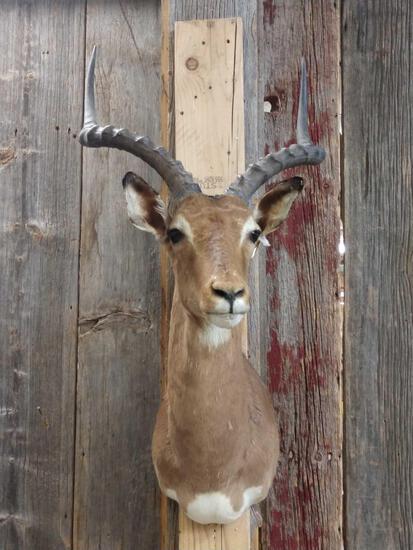 African Impala Shoulder Mount Taxidermy: 2.12 overall dimensions about 34" tall x 17" wide x 21" out from the wall