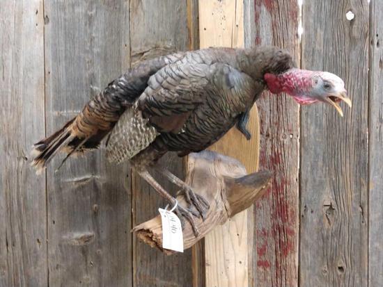 Eastern Turkey Gobbling Full Body Taxidermy Mount: 14.40 overall dimensions about 21" tall x 39" wide x 18" out from the wall