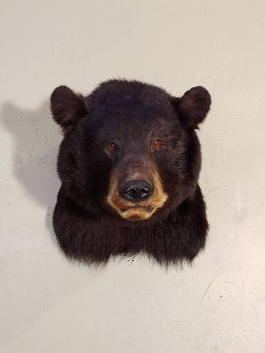 Black Bear Shoulder Mount Taxidermy