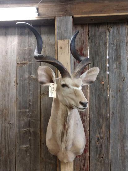 African Kudu Shoulder Mount Taxidermy: 14.52 Nice clean mount overall dimensions about 56" tall x 29" wide x 39" out from the wall