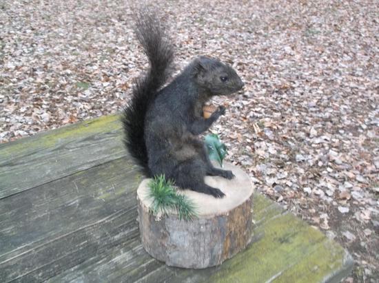 Black Squirrel Holding A Nut Taxidermy: 15.39 about 13" x 9" x 8"