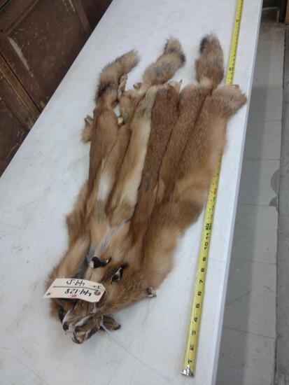 4 Soft Tanned Red Fox Furs Taxidermy: 44.128 pretty colors nice fur