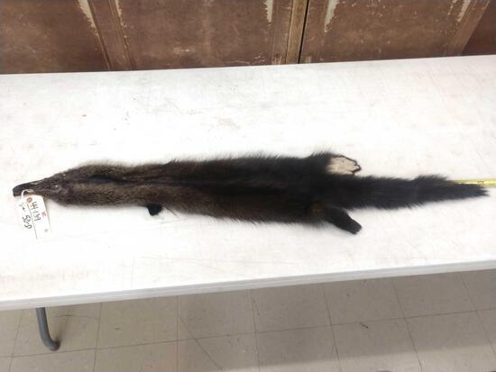 Soft Tanned Fisher Fur Taxidermy: 44.139 Hard to find fur