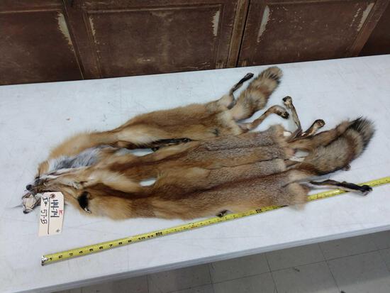 3 Soft Tanned Red Fox Furs: 44.74 all with feet intact nice colors