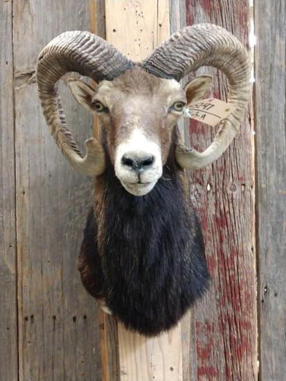 Corsican Cross Ram Shoulder Mount Taxidermy: 52.47 Nice mount about 24" tall x 17" wide x 19" out
