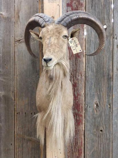 Aoudad Sheep Shoulder Mount Taxidermy: 52.50 Solid mount big horns overall about 39" tall x 23" wide x 29" out