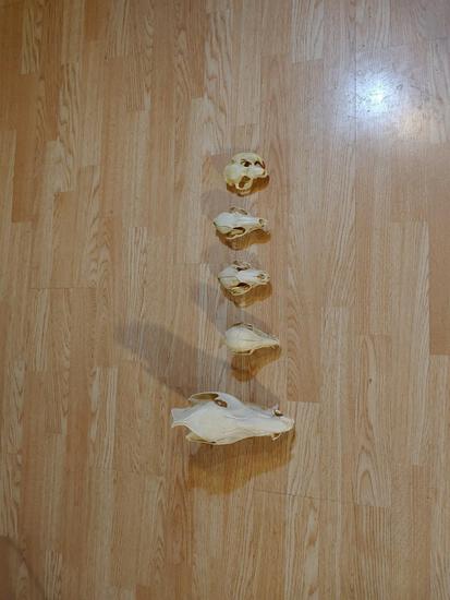 Group of 5 Skulls Taxidermy: 24.86 Nice group of skulls including Javelina , Pot Belly Pig , Raccoon , Grey fox , & Beaver