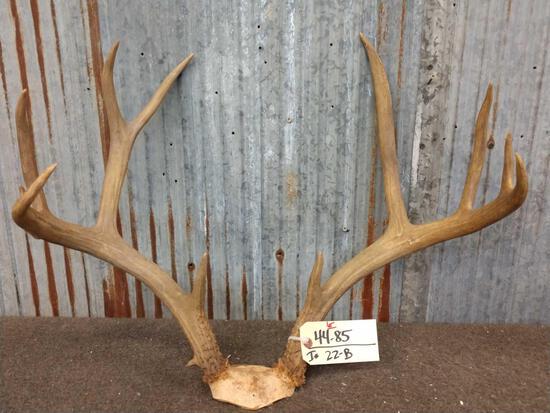 5x5 Mule Deer Antlers On Skull Plate: 44.85 Big brows