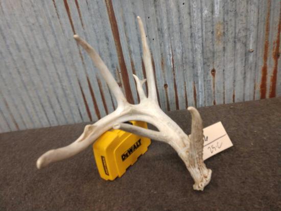 75" Whitetail Shed Antler: 62.56 lots of extras