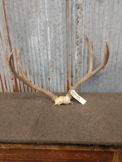 4x4 Mule Deer Antlers On Skull Plate: 44.88