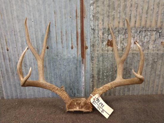 5x5 Mule Deer Antlers On Skull Plate: 44.191 good color 19" inside spread