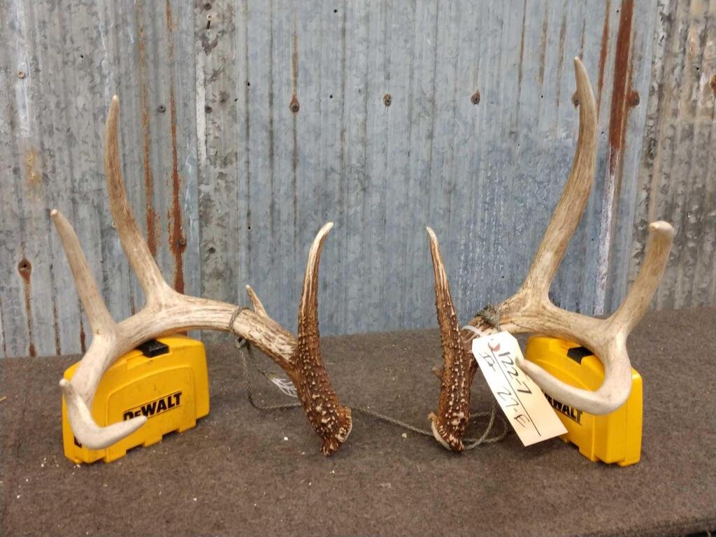 4x5 Whitetail Shed Antlers: 122.7 Not huge but great color great look