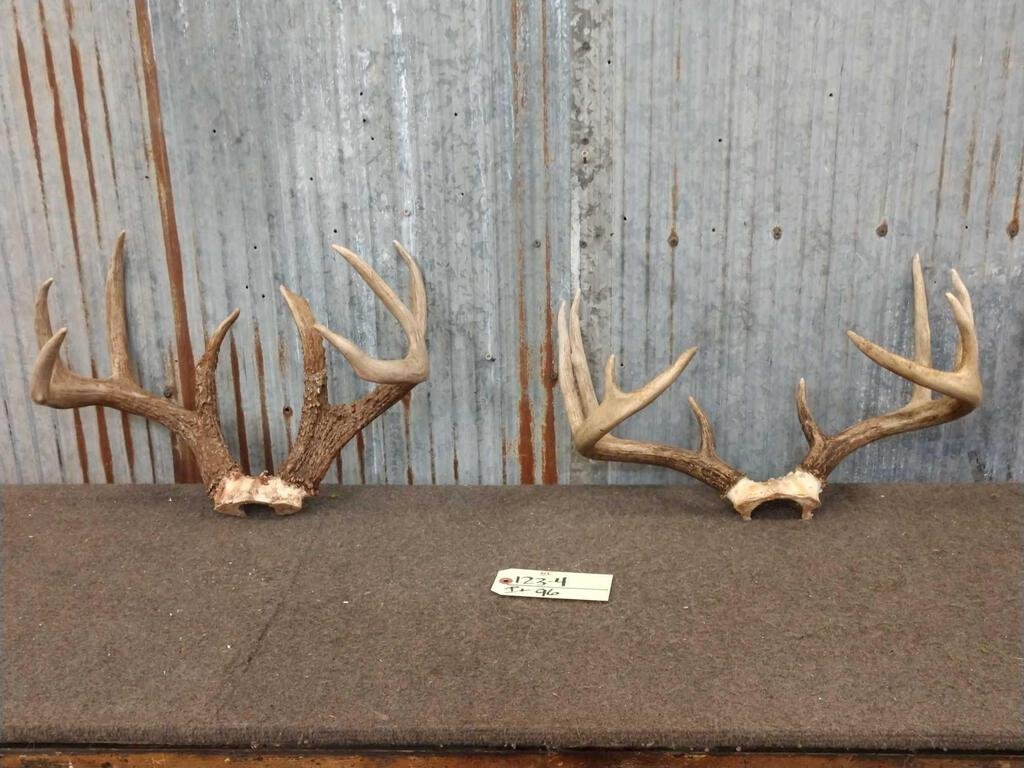 2 Sets Of Whitetail Antlers On Skull Plate: 123.4 Great color nice Antler