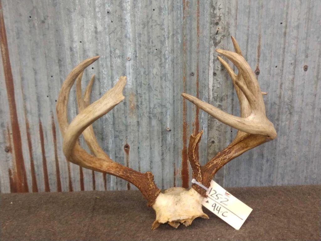 4x5 Whitetail Antlers On Skull Plate: 125.2 Great color split G2S & flyers