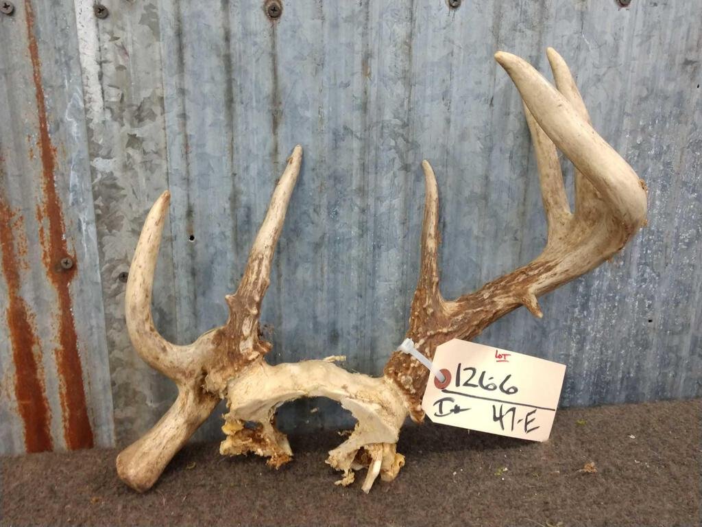 Freak Whitetail Antlers On Skull Plate: 126.6 Iowa