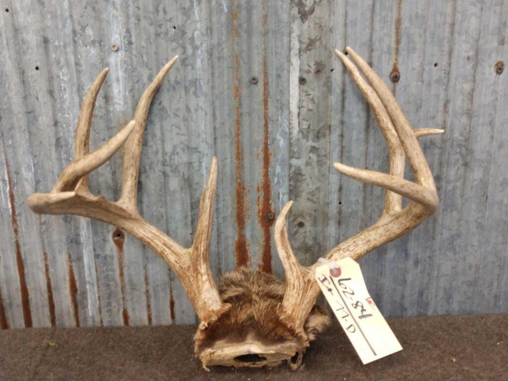 4x5 Whitetail Antlers On Skull Plate: 62.84 Cool basket rack