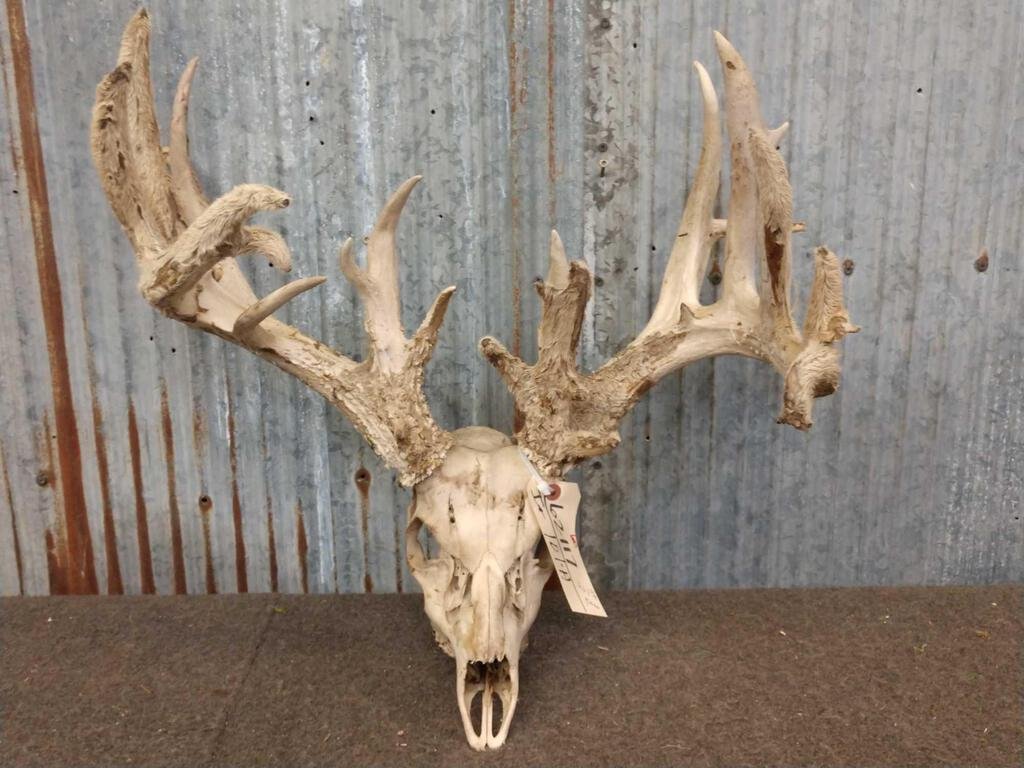 Main Frame 5x5 Whitetail Antlers On Skull: 62.117 In partial velvet with lots of extras 224 6/8" Gross