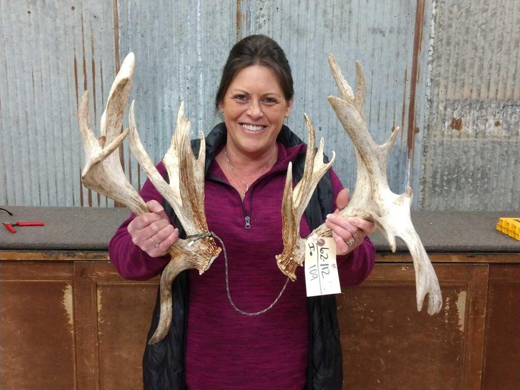 Crazy Nontypical Whitetail Shed Antlers: 62.112 tall clustered brows great color with Droptines Right 100" Left 98"