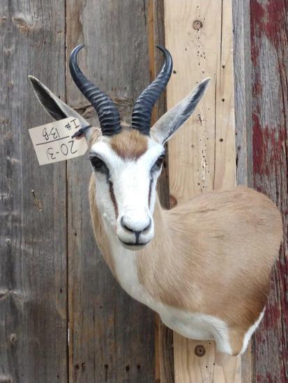 African Springbok Shoulder Mount Taxidermy: 20.31 Nice clean mount great hair color overall dimensions about 20" tall x 18" wide x 18" out from the wall
