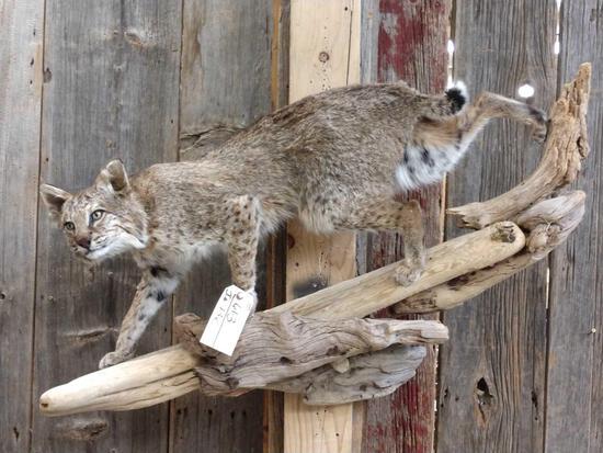 Bobcat Full Body Taxidermy Mount: 61.3 brand new Mount climbing down a Driftwood hanging base Great markings nice cat about 40" long x 24" tall x 13" out
