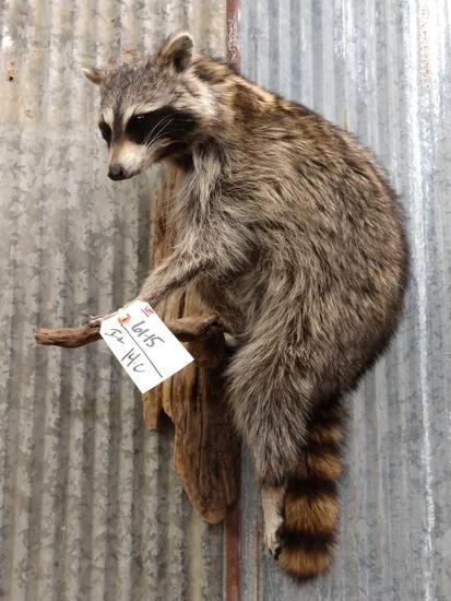 Raccoon Full Body Taxidermy Mount: 61.15 Climbing on a driftwood hanging base about 16" wide x 26" tall x 10" out