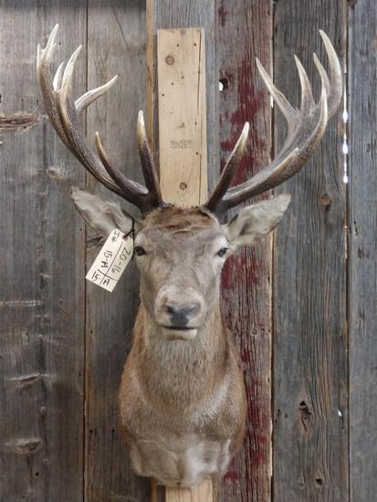 Nice Red Stag Shoulder Mount Taxidermy: 20.16 Nice clean mount good Antler mass polished tips overall dimensions about 49" tall x 33" wide x 39" out from the wall
