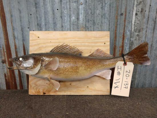 20" Walleye Fish Taxidermy: 20.137 real skin fish mount