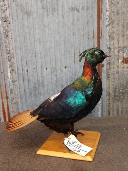Himalayan Impeyan Pheasant Full Body Taxidermy Mount: 8.22 Brand New Mount excellent quality with vibrant colors in this exotic hard to find piece overall dimensions about 18" tall x 20" long x 12" wide