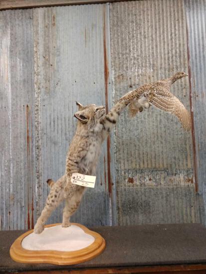 Beautiful Bobcat Leaping For A Sharp Tail Grouse: 12.2 Great taxidermy work quality piece recently mounted overall dimensions about 39" tall x 44" long x 22" wide