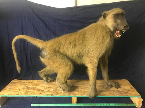 African Baboon Full Body Taxidermy Mount: 10.90 Great taxidermy mount on a temporary base so you can bolt him down about anywhere !; Buy this one & $ave ! 40" long, 32" tall, base is 11" wide