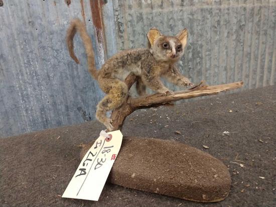 South American Kinkajou Full Body Taxidermy Mount: 18.30 Older mount but hard to find on a light weight base overall dimensions about 10" tall x 10" long