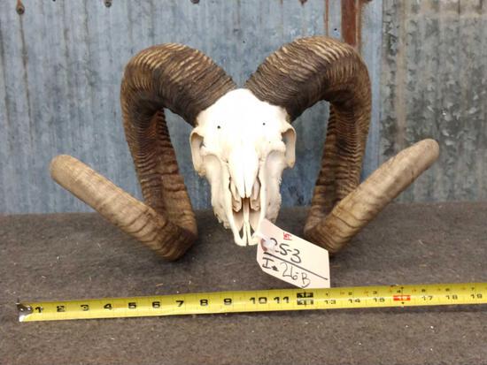 Big Full Curl Ram Skull Taxidermy: 25.3 Nice skull long curled horns Right about 34 1/2" Left about 34 1/2" That's BIG horns for a domestic ram !