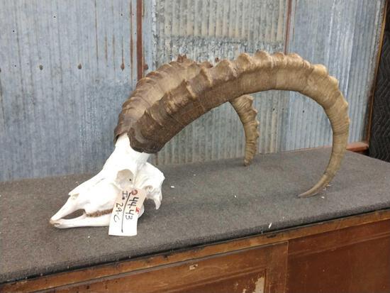 Ibex Skull Taxidermy: 44.43 Cool piece 41" & 36" horns Horns are detachable for easy shipping