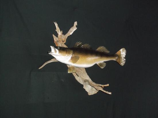 32" Walleye Real Skin Fish Taxidermy: 15.64 Big FAT fish nice mount on driftwood hanging base about 31" x 29" x 16"