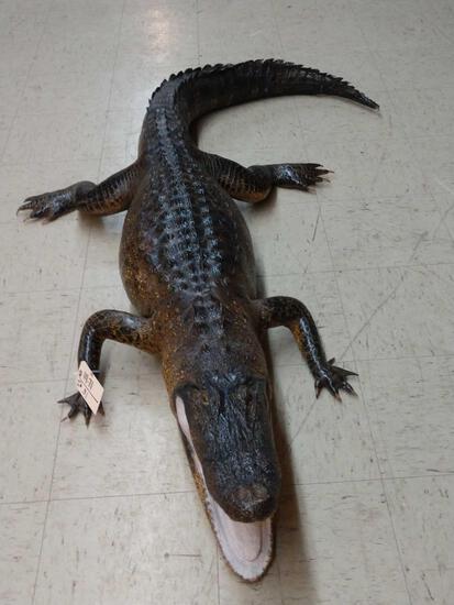 Alligator Full Body Taxidermy Mount: 14.71 Very well done mount would be about an 8' gator if his tail was straight overall dimensions about 70" long x 45" wide