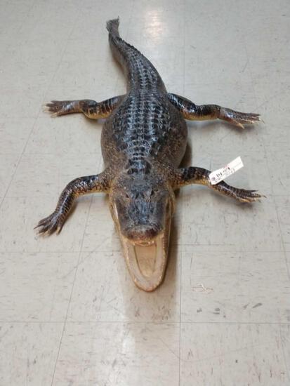 8' Alligator Full Body Taxidermy Mount: 14.59 Nicely done mount overall dimensions about 92" long x 37" wide