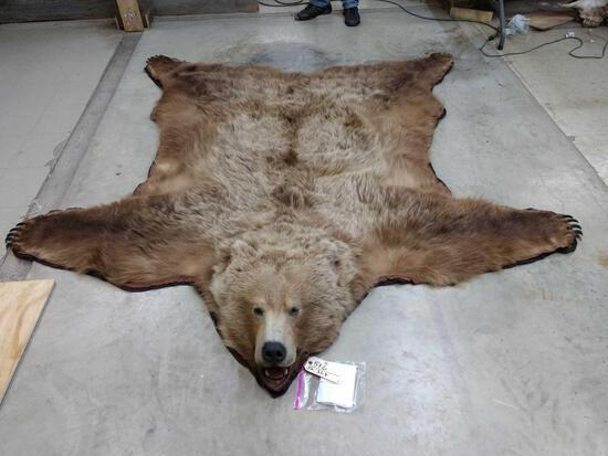 Nice Grizzly Bear Rug Taxidermy: 51.6 Older rug, mouth has been refurbished rug is soft & pliable beautiful thick fur with no hair loss that comes with vintage rugs like this one huge real claws big head nice rug overall dimensions a