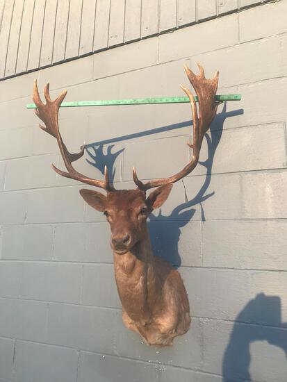 Chocolate Fallow Deer Shoulder Mount Taxidermy: 10.91 Huge palms nice mount 42" tall, 22" out from the wall, antlers have 24" & 26" long main beams 32" WIDE at widest point 9 x 9 points